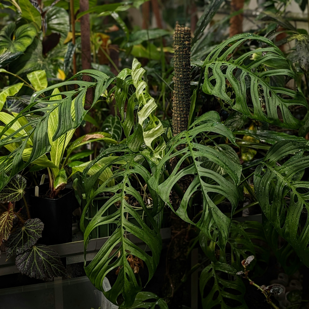 Plant Care 101: The One Question You Need to Ask Before Buying a Rare Plant