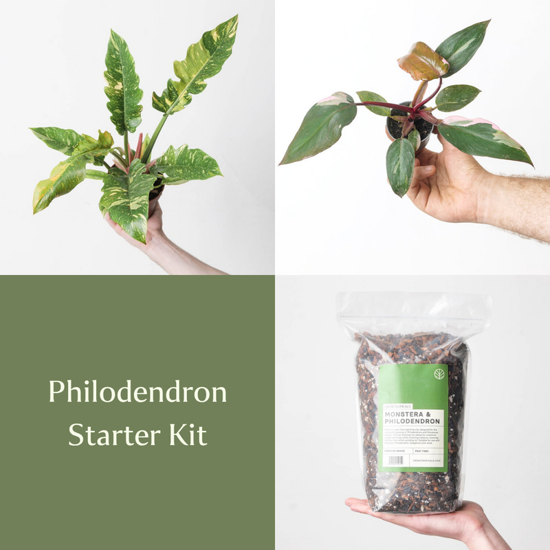 Philodendron Starter Kit