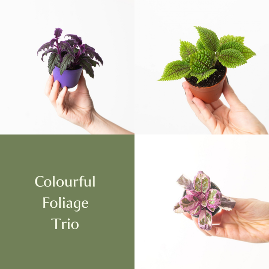 Colourful Foliage Trio Bundles GrowTropicals