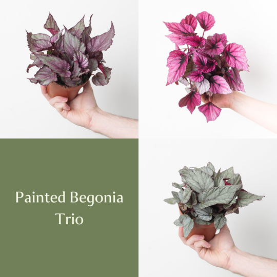Painted Begonia Trio Bundles GrowTropicals