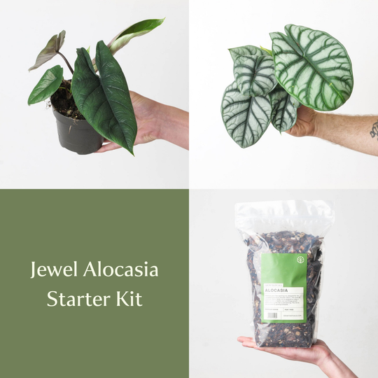 Jewel Alocasia Starter Kit Bundles GrowTropicals