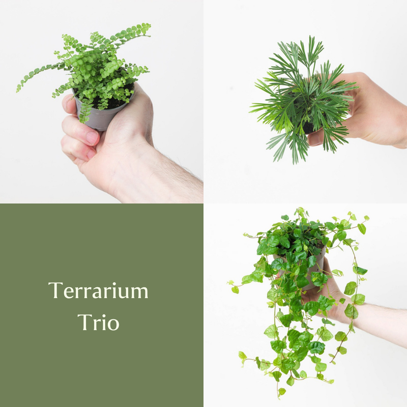 Terrarium Trio