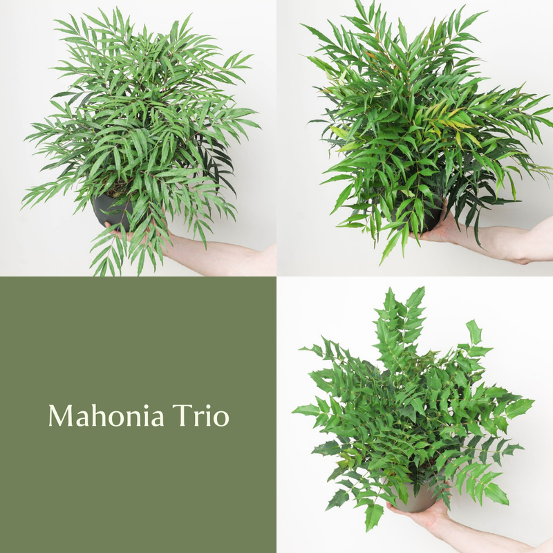 Mahonia Trio Bundles GrowTropicals