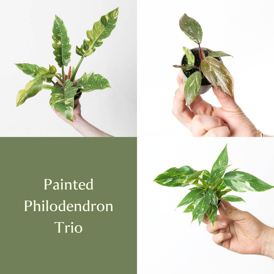 Painted Philodendron Trio Bundles GrowTropicals