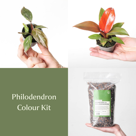 Philodendron Colour Kit Bundles GrowTropicals