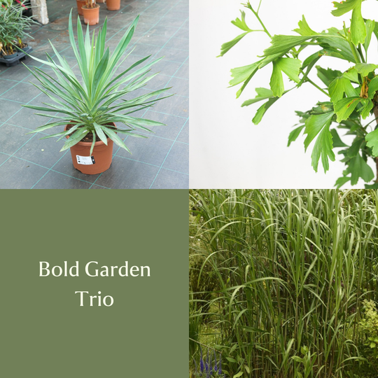 Bold Garden Trio Bundles GrowTropicals