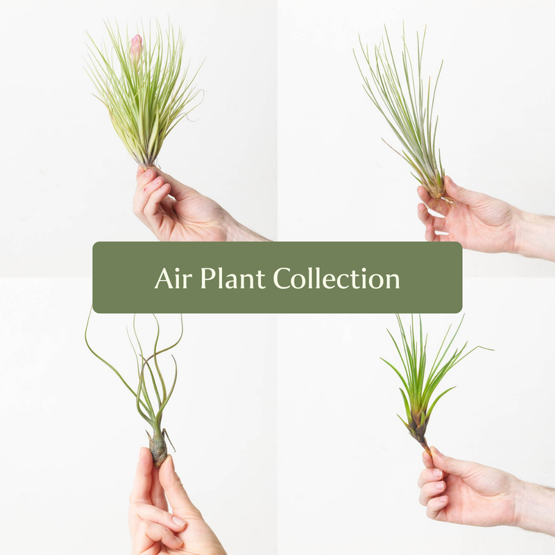 Air Plant Collection