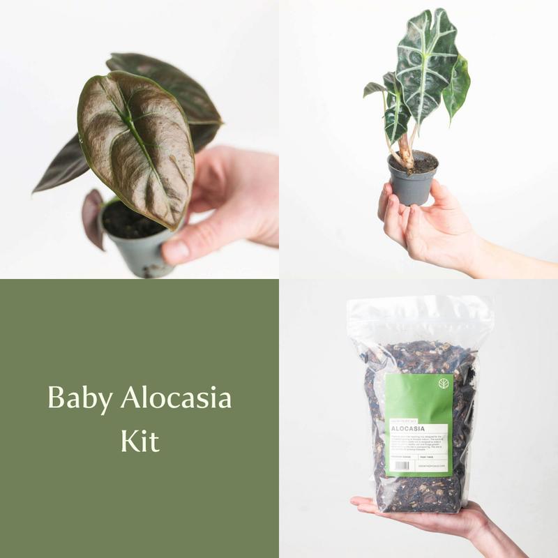 Baby Alocasia Kit Bundles GrowTropicals