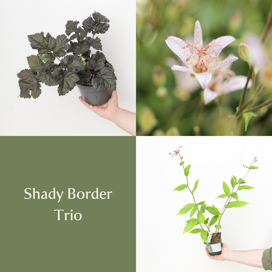 Shady Border Trio Bundles GrowTropicals