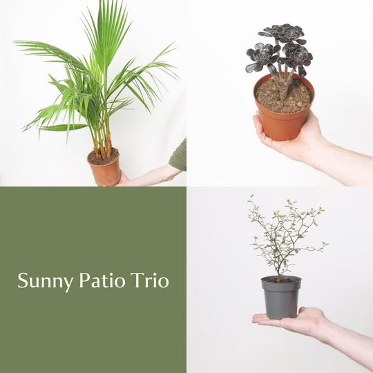 Sunny Patio Trio Bundles GrowTropicals