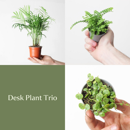 Desk Plant Trio Bundles GrowTropicals