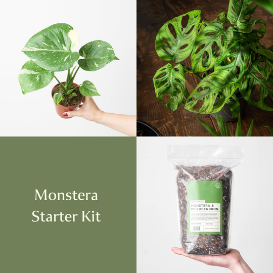 Monstera Starter Kit Bundles GrowTropicals