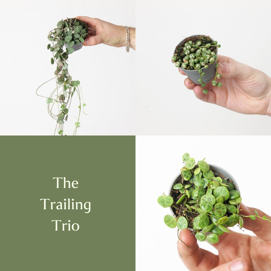 The Trailing Trio Bundles GrowTropicals