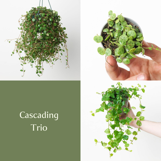 Cascading Trio Bundles GrowTropicals