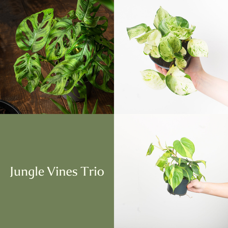 Jungle Vines Trio Bundles GrowTropicals