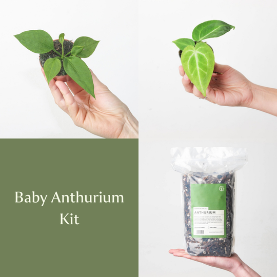 Baby Anthurium Kit Bundles GrowTropicals