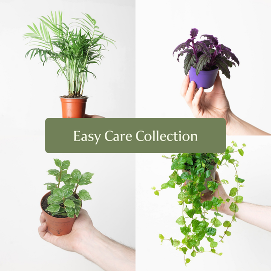 Easy Care Collection Bundles GrowTropicals