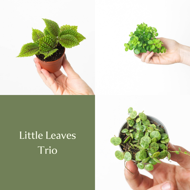 Little Leaves Trio Bundles GrowTropicals