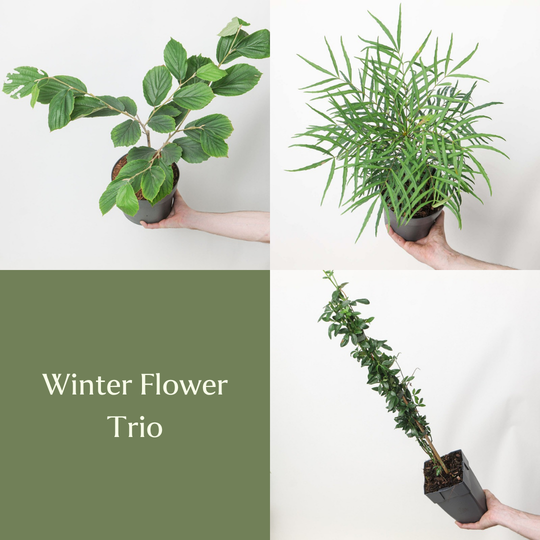Winter Flower Trio Bundles GrowTropicals