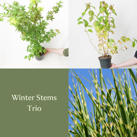 Winter Stems Trio Bundles GrowTropicals