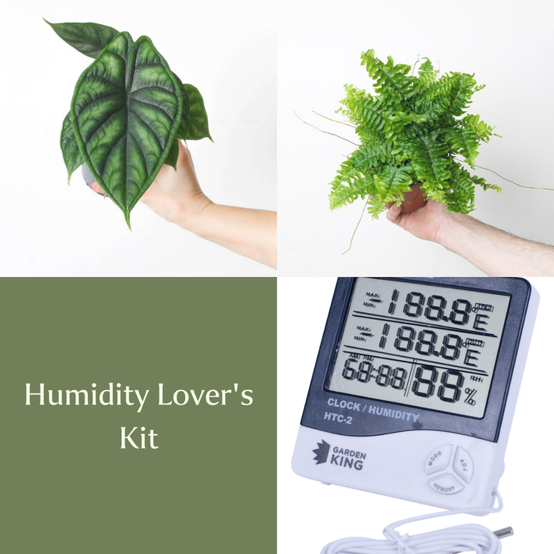 Humidity Lover's Kit Bundles GrowTropicals