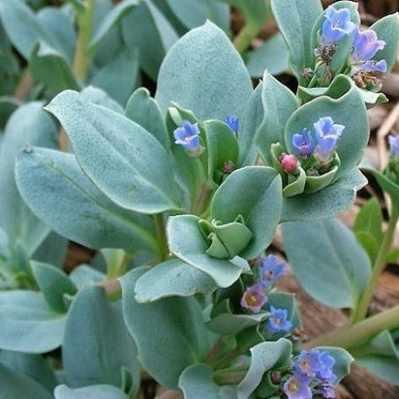 Oyster Leaf (Mertensia maritima) Seeds — Default Title