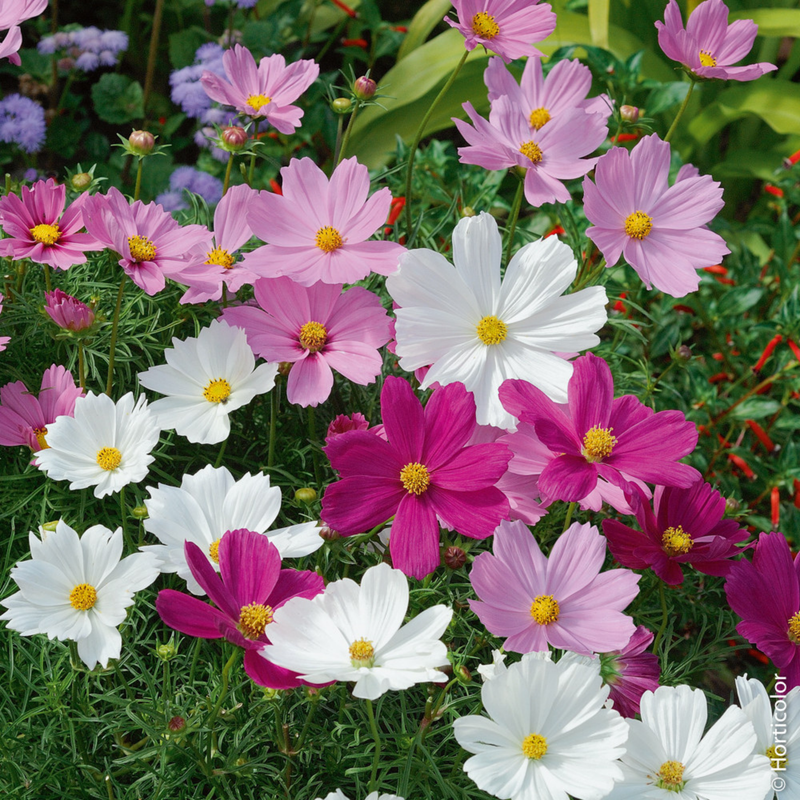 Cosmos 'Psyche Mix' Seeds — Default Title