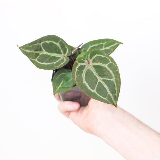 DocBlock Michelle '11' x Zara '14' by DocBlock® Plants DocBlock