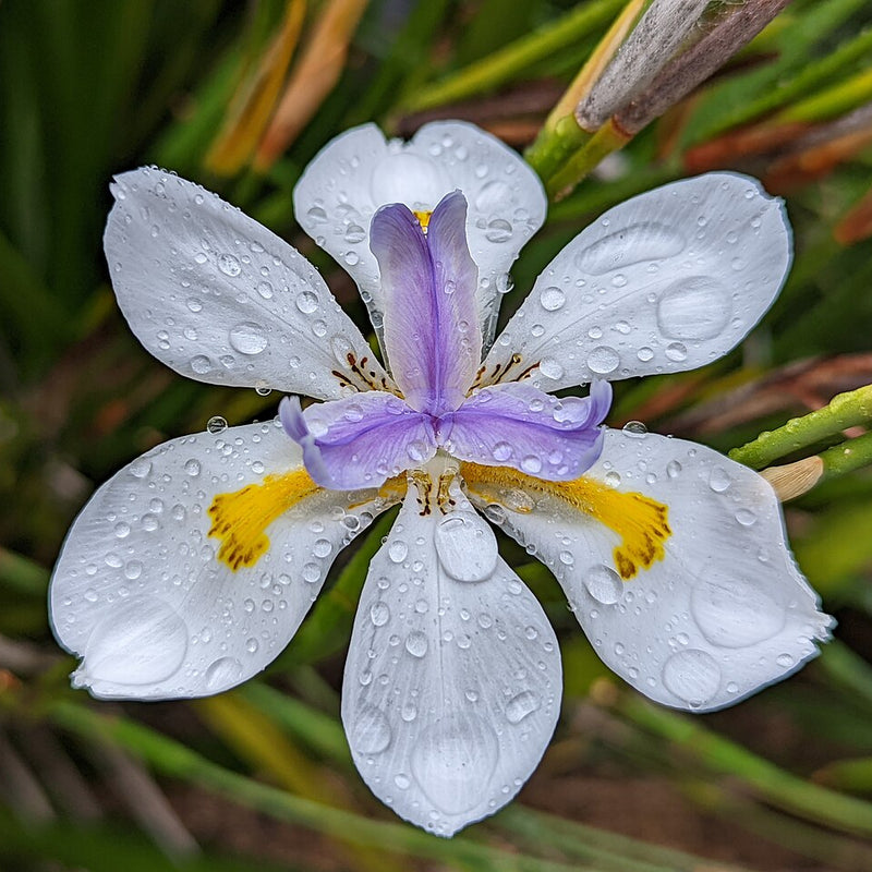 Dietes grandiflora Plants - Outdoor GROW TROPICALS
