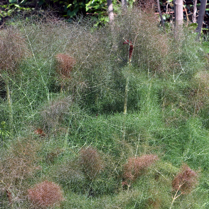 Bronze Fennel Seeds — Default Title