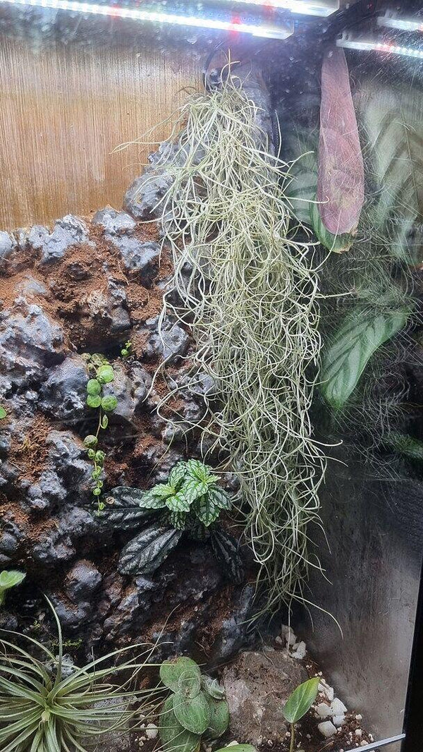 Tillandsia Usenoides Plants GrowTropicals