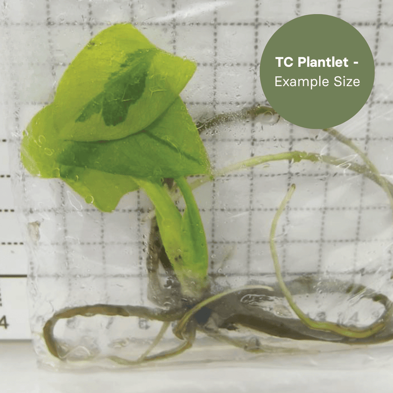 Monstera Monstera Melancholy (TC Plantlet) - Preorder Plants GrowTropicals