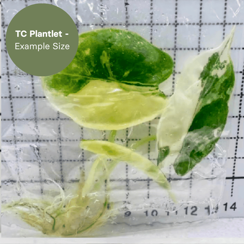 Alocasia Silver Dragon Albo (TC Plantlet) - Preorder Plants GrowTropicals