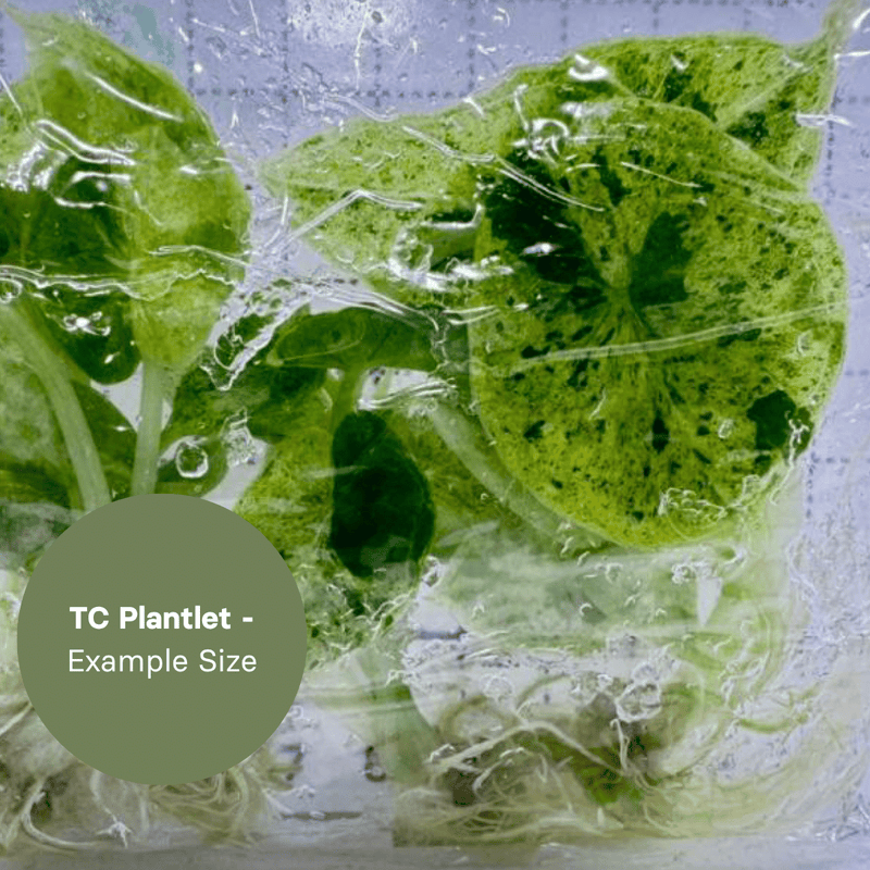 Alocasia Dragon Scale Mint (TC Plantlet) - Preorder Plants GrowTropicals