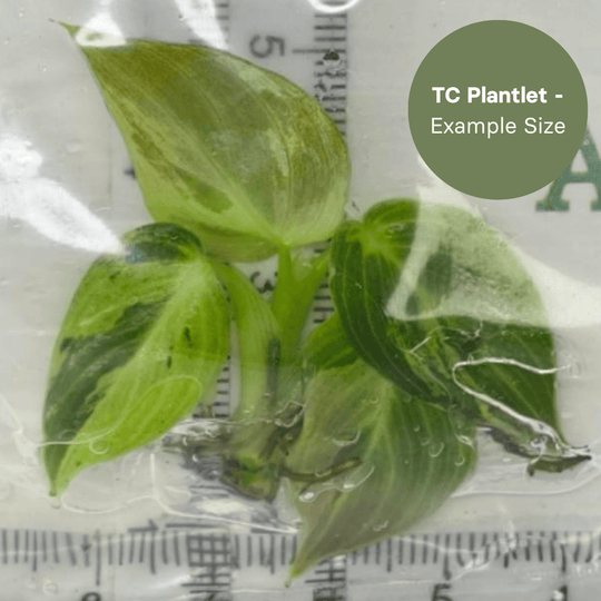 Philodenderon melanochrysum Variegated (TC Plantlet) - Preorder Plants GrowTropicals