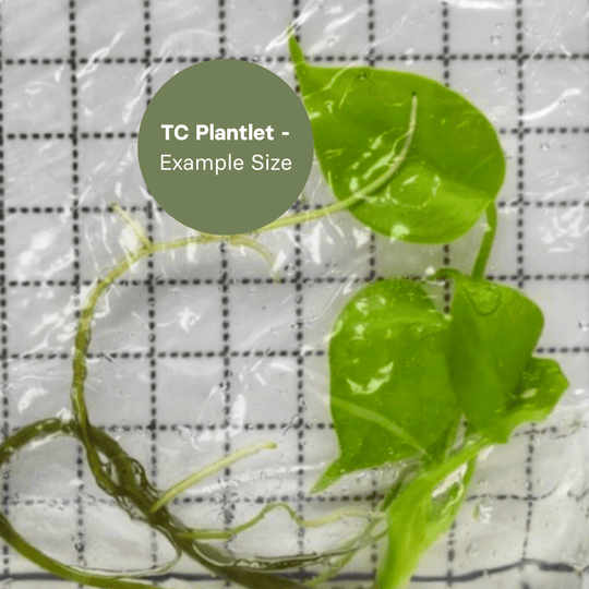 Monstera Lemon Lime (TC Plantlet) - Preorder Plants GrowTropicals