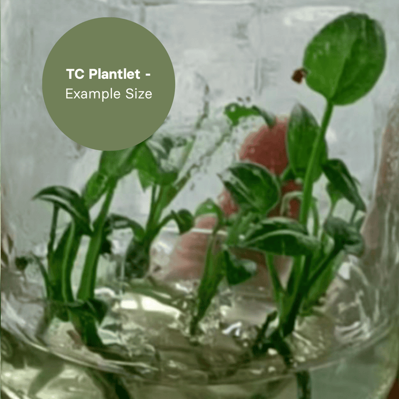 Anthurium Reflexinervium (TC Plantlet) - Preorder Plants GrowTropicals