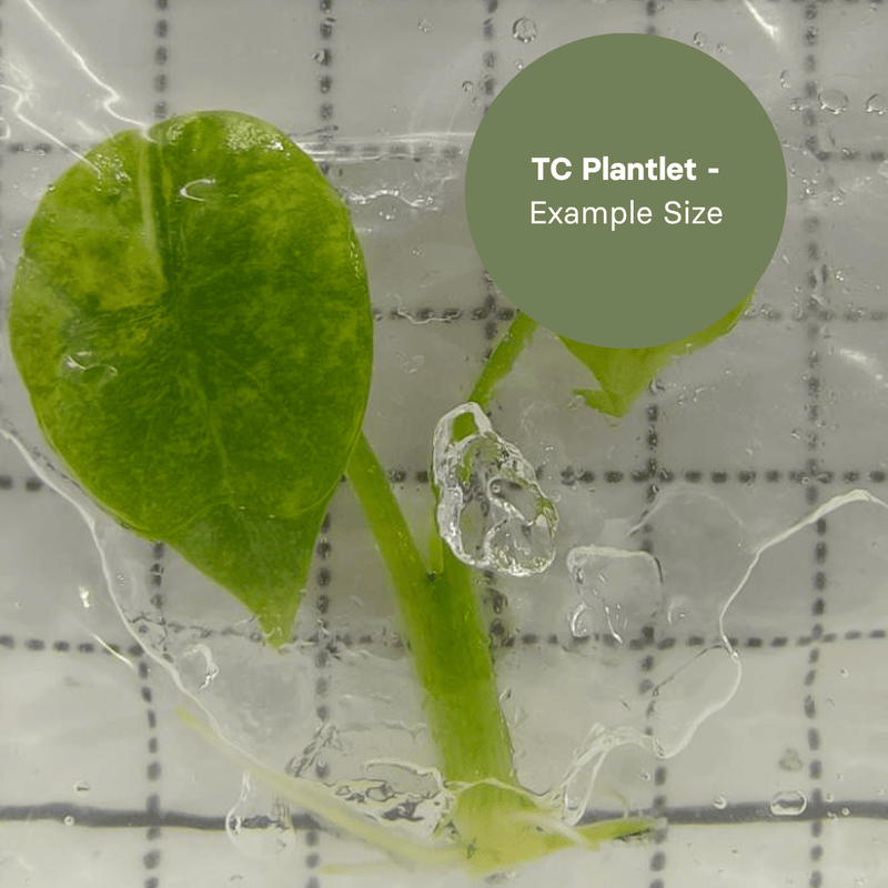 Alocasia Aegis Variegated (TC Plantlet) - Preorder Plants GrowTropicals