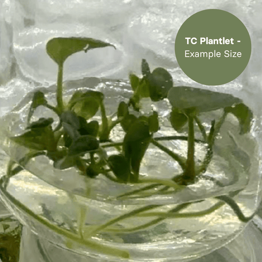 Anthurium Dressleri x Papi FS (TC Plantlet) - Preorder Plants GrowTropicals