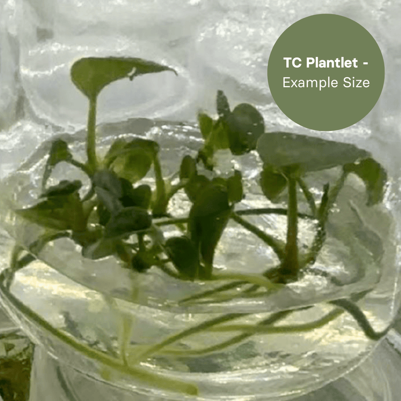 Anthurium Dressleri x Papi FS (TC Plantlet) - Preorder Plants GrowTropicals