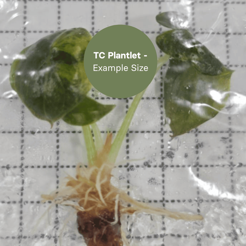 Alocasia Cuprea Latte Gold (TC Plantlet) - Preorder Plants GrowTropicals