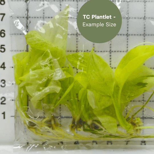 Homalomena Sulcata Cream (TC Plantlet) - Preorder Plants GrowTropicals