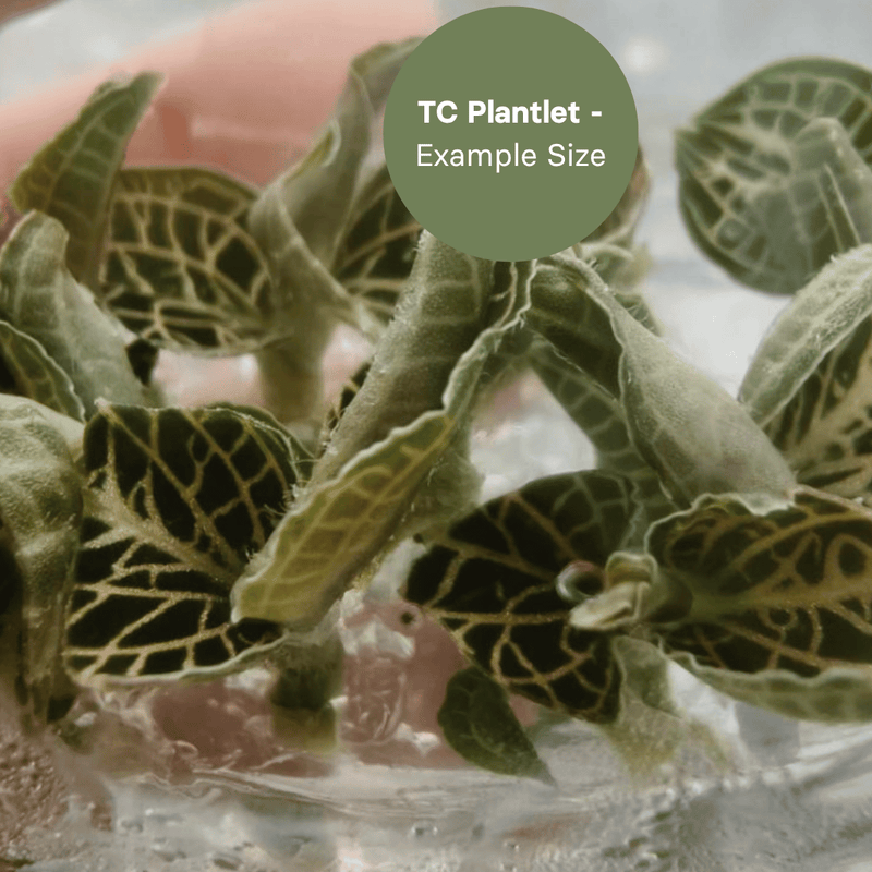 Anoectochillus hybrid 'Emerald Gold Variegated' (TC Plantlet) - Preorder Plants GrowTropicals