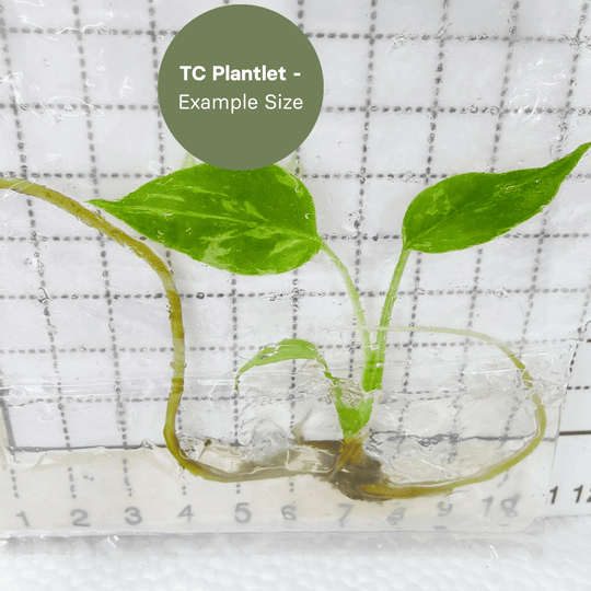 Monstera bulbasaur (TC Plantlet) - Preorder Plants GrowTropicals