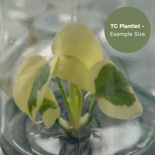Monstera Lava (TC Plantlet) - Preorder Plants GrowTropicals