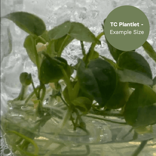Anthurium Mag x Dark Phoenix (TC Plantlet) - Preorder Plants GrowTropicals