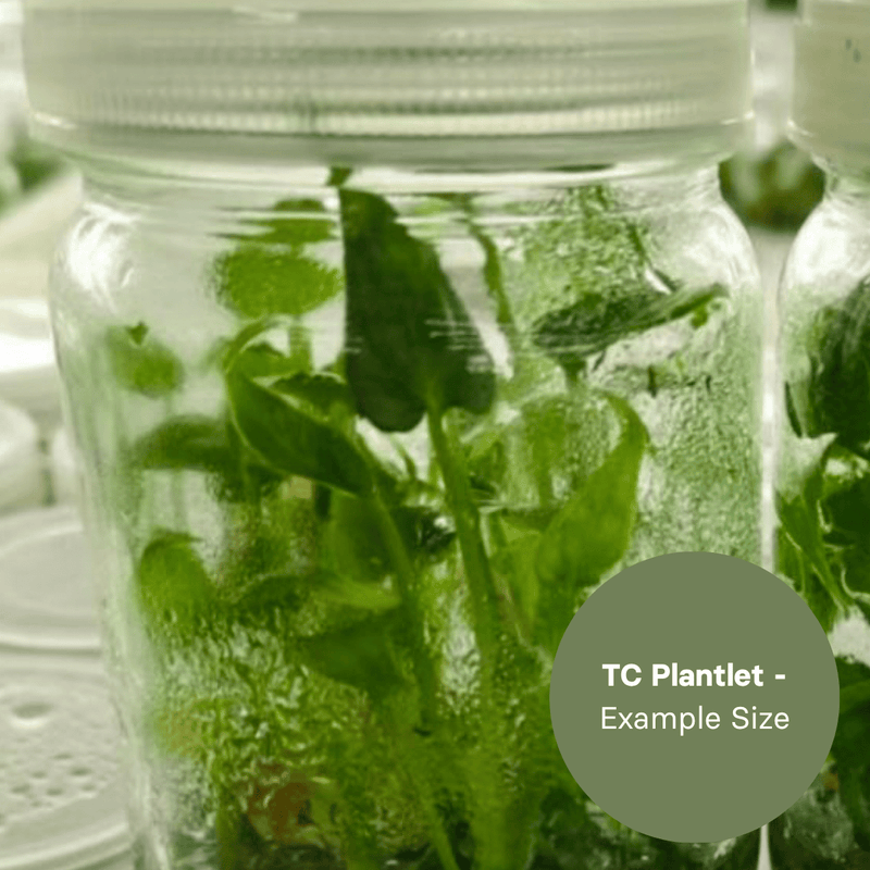 Passiflora trifasciata (TC Plantlet) - Preorder — TC Plant