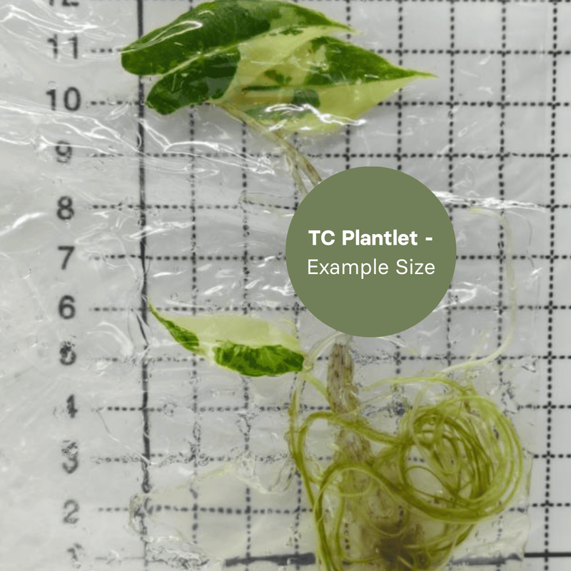 Alocasia Sarian albo (TC Plantlet) - Preorder Plants GrowTropicals
