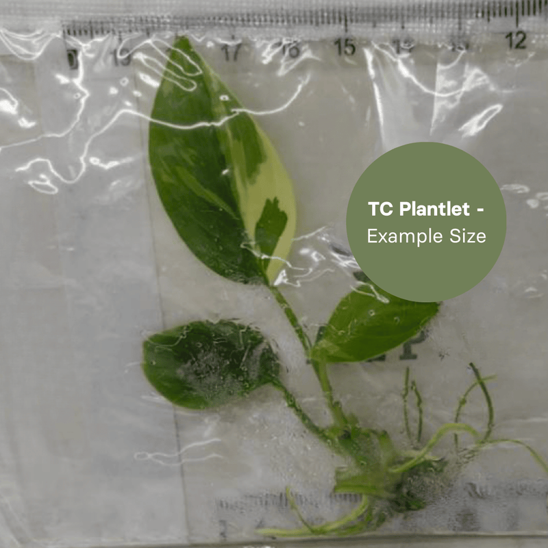 Homalomena Rubescens Albo (TC Plantlet) - Preorder Plants GrowTropicals