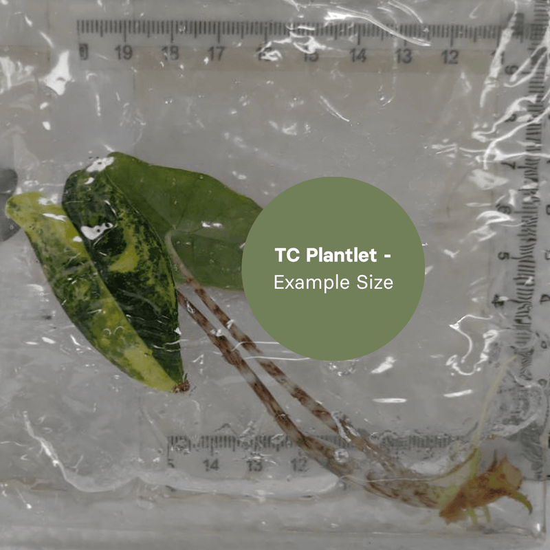 Alocasia Zebrina Aurea Var (TC Plantlet) - Preorder Plants GrowTropicals
